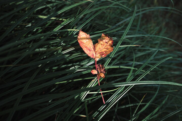 Autumn leaf on green grass. Beginning Fall season