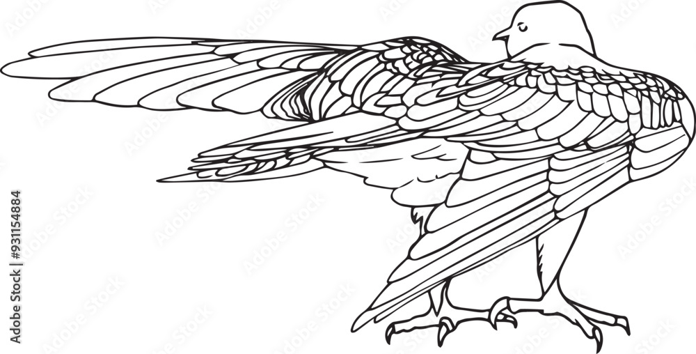 Set drawing hawk back view wild animal line clip art detailed ...