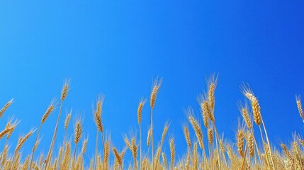 wheat field under a blue sky