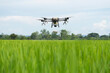 © vaakim - Drone is flying over the rice filed
