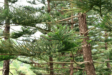 Canvas Print - Many branches of pine tree leaves