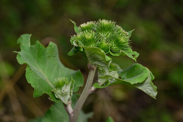 Sticker - Burdock flower bud on plant.