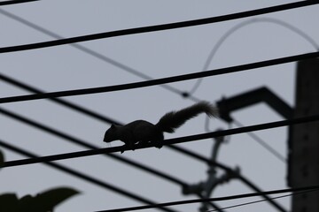 Squirrel walking on electrical wires Squirrel running on electrical wires Concept about animals, city life cute squirrel walking alone Squirrel walking on wires in Thailand