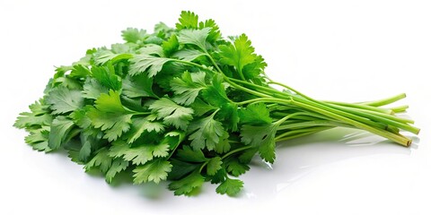 Wall Mural - Fresh green coriander leaves on a white background, coriander, herb, spice, fresh, green, healthy, ingredient, plant, cooking