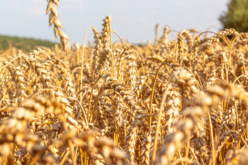 golden wheat field in summer