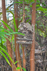 Large wasp nest on a tree in Thailand