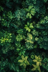 Canvas Print - Lush Green Forest Overhead View