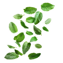 mint leaves on white background isolated on transparent or white background, png