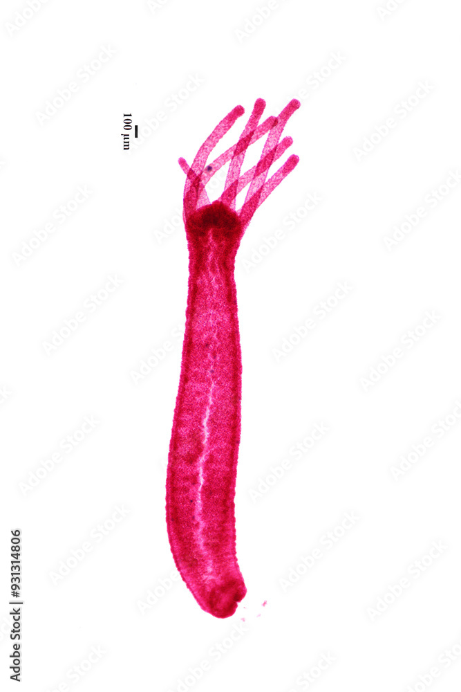 Hydra is a genus of small, fresh-water animals of the phylum Cnidaria ...