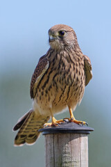 Sticker - Common kestrel (Falco tinnunculus)