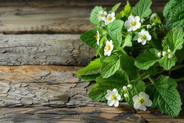 Edible Plant Harvest: Fresh Spring Primrose, Nettle and Herbal Medicinal Herbs