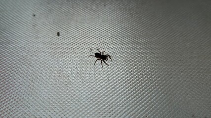 A macro video of a small spider moving slowly across a glass window inside the house