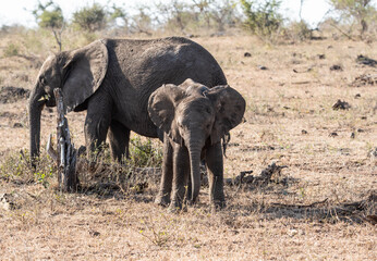 Poster - African Elephants