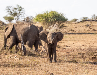 Poster - African Elephants