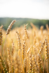 Close up of wheat ears. Field of wheat in a summer day