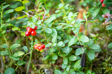 close up of red lingonberries in forest