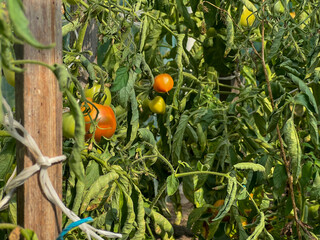 Growing tomatoes in a garden at home under a plastic tent. Unripe green tomatoes on the bush close-up