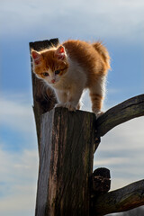 Cute orange white kitten. Cats playing in the garden.the cat between the boards. İzmit, Türkiye.