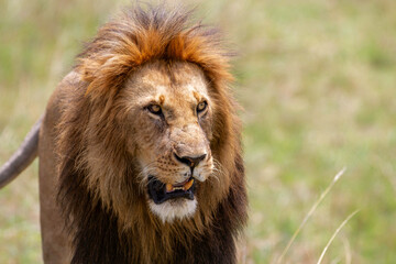 Poster - Lion (Panthera leo) Male hanging aroud in the Masai Mara National Reseve in Kenya