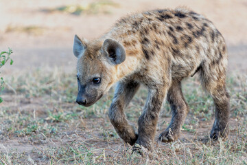 Poster - Playful Spotted Hyena pup in the early morning hanging around in Mashatu Game Reserve in the Tuli Block in Botswana