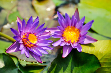 Wall Mural - Blossoming waterlily flowers