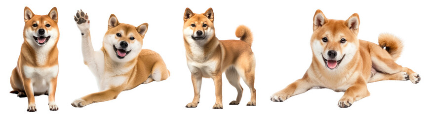 Poster - Shiba dog png cut out element set