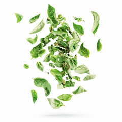 Wall Mural - Floating dried basil in air, on white background