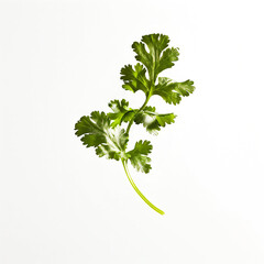 Wall Mural - Floating dried coriander leaf