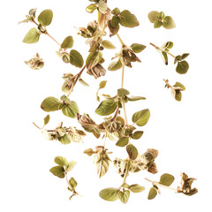 Wall Mural - Floating dried marjoram