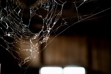 Wall Mural - spiderweb on a dark background