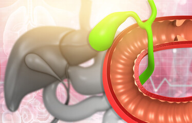 Wall Mural - Human pancreas anatomy on medical background. 3d illustration