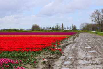 Fields of flowering tulips where flower bulbs are grown on Goeree-Overflakkee attracting dutch tourist