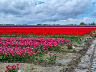 Fields of flowering tulips where flower bulbs are grown on Goeree-Overflakkee attracting dutch tourist