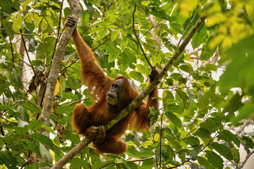 Sumatran orangutan in the nature habitat. Amazing sumatran jungle. Beautiful sumatran wildlife. Adventure paradise. Rare  and endangered species.