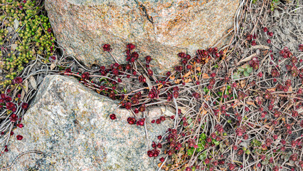 Wall Mural - A beautiful burgundy-red rose-shaped leaves Sedum spurium on a rock in close-up