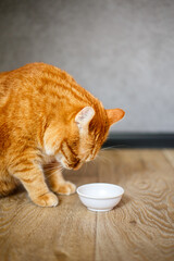 Wall Mural - Adorable purebred kitty standing with close up to white bowl with feed and looking at it on gray background on wooden floor on kitchen. Cute purebred kitten going to eat.