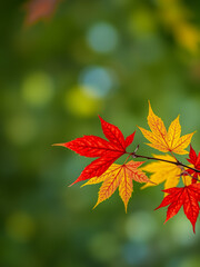 Sticker - Autumn colorful bright leaves on tree in autumnal park. Autumnal pattern background fall backdrop. Raindrops and serene sunset light, soft focus bokeh blur tranquil. Magical mood, colorful foliage. AI