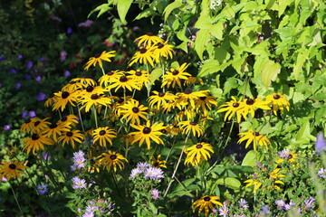 Poster - Sweden. Rudbeckia hirta, commonly called black-eyed Susan, is a North American flowering plant in the family Asteraceae.