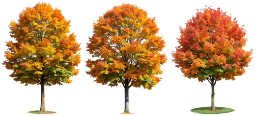 Set of trees on a transparent background with yellow leaves. Concept of plants and flowers.