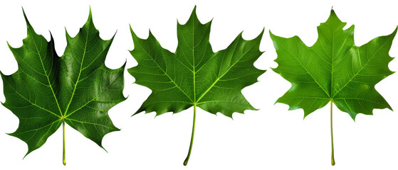 Wall Mural - Three vibrant green maple leaves showcasing natural beauty and diversity.