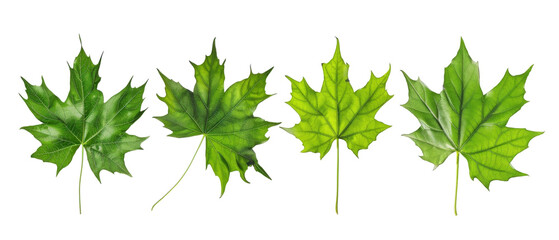 A collection of four different green maple leaves showcasing various shades and shapes.