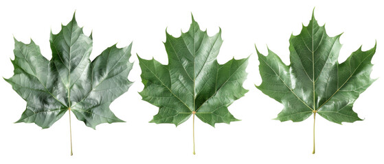 Wall Mural - Three green maple leaves arranged side by side on a white background.