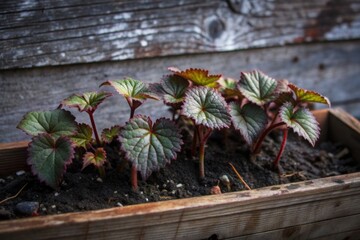 Delicate begonia seedlings sprout from wooden planter, their tiny green leaves unfurling towards sunlight, against rustic wooden background, symbolizing new life and growth.