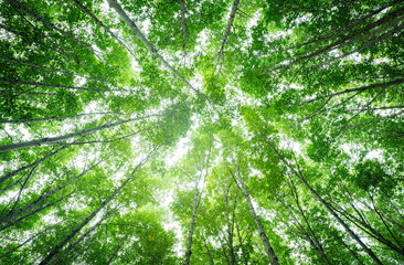Wall Mural - bottom-up view green mangrove forest canopy. natural carbon sink fight climate change. sustainabilit