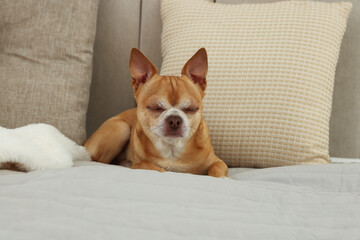 Wall Mural - Cute Chihuahua dog sleeping on bed in room