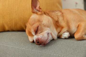 Wall Mural - Cute Chihuahua dog sleeping on sofa in room