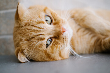 Wall Mural - red cat of the Scottish Fold breed, close-up