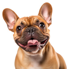 Canvas Print - PNG Bulldog mammal animal pet.