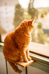 Wall Mural - Sunny portrait of cute red ginger cat sitting on a light windowsill , lazy day. Shorthaired redhead kitten.