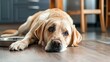 © Halina Berah - There is an old labrador retriever lying on the floor near the bowl at home waiting for food. Stock photo.